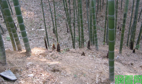 散生型竹笋有什么特点？