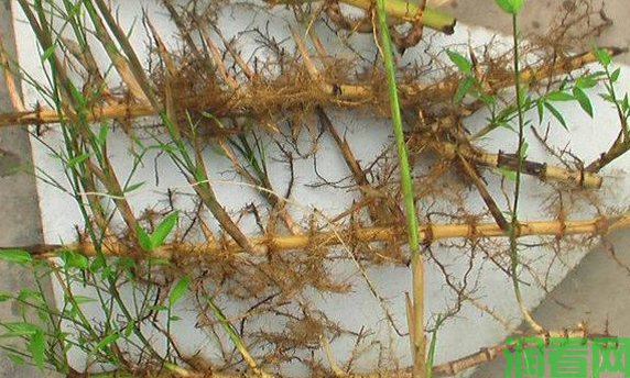 种植竹笋如何施肥？