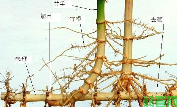 竹子如何埋鞭育苗？