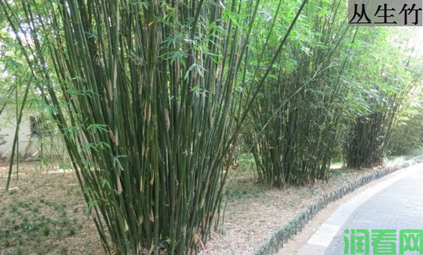 竹子的种类有几种？