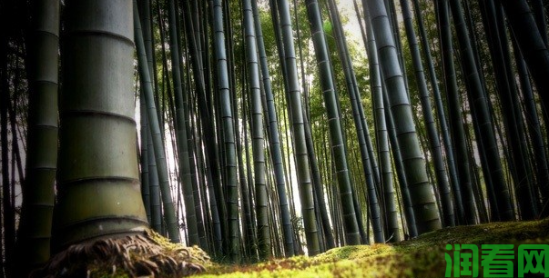竹子生长在我国什么地方？
