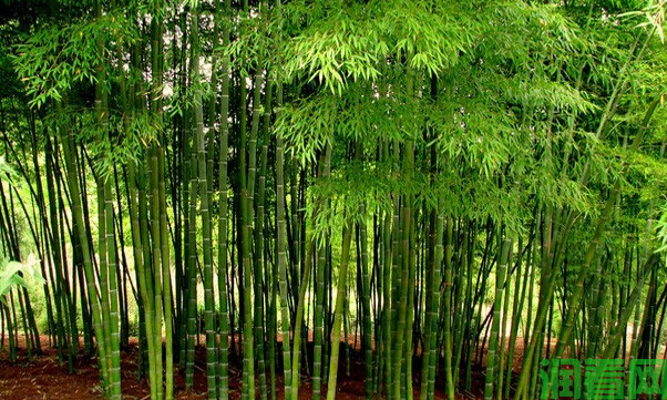 竹笋的生长过程是怎么样？