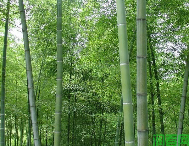 如何根据竹子的用途施肥？不同各类的竹子怎么施肥？