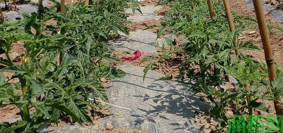 露地春茬番茄栽培：植株调整方法