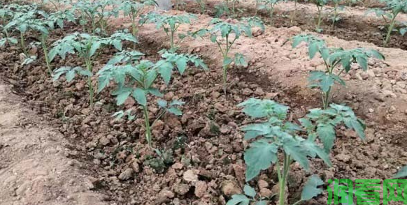 露地春茬番茄栽培：施肥浇水方法