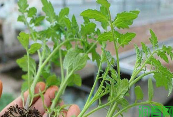 露地春茬番茄栽培：定植方法