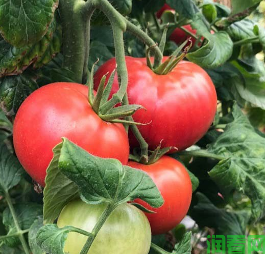 露地番茄栽培主要茬口安排
