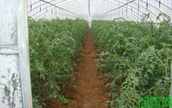 怎样种植温室冬春茬番茄？