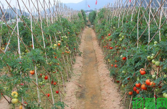 露地越夏番茄怎样种植？