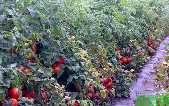 春茬露地番茄如何种植？