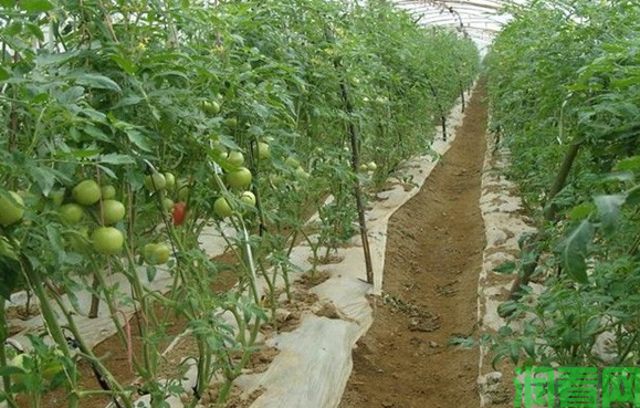 种植番茄怎么施肥？