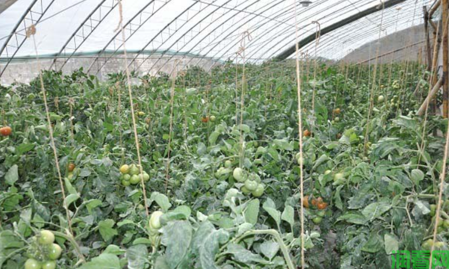 冬季大棚番茄如何管理？冬季番茄管理要点有哪些？
