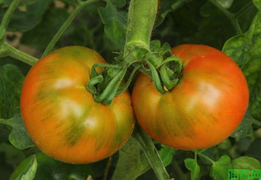 冬季大棚番茄空心的原因是什么？